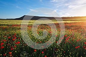 Field with red poppies, colorful flowers against the sunset