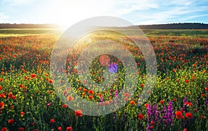 Field with red poppies, colorful flowers against the sunset