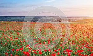 Field with red poppies, colorful flowers against the sunset