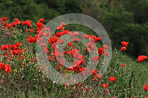 Field of red poppies. Crimea.