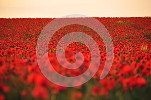 Field with red poppies flowers at sunset. A beautiful view of the flowering of millions of poppies.