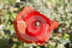 field of red poppies on green meadow