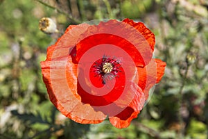 field of red poppies on green meadow