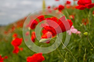 Field red poppies grow on the slope along the road photo
