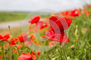 Field red poppies grow on the slope along the road photo