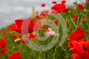 Field red poppies grow on the slope along the road photo