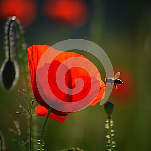 A field of red poppies  illuminated by the afternoon sunshine