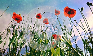 A field of red poppies  illuminated by the afternoon sunshine