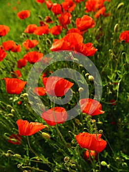 A field of red poppies  illuminated by the afternoon sunshine