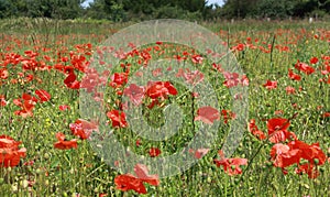 Field of red poppies - Lest we forget