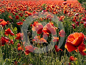 A field of red poppies in the middle of a field