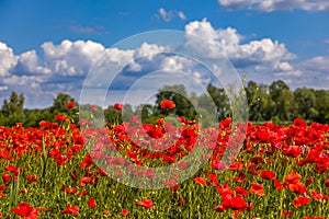 Field with red poppies near the village of Kuty