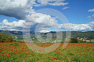A field of red poppies in Oliana (Catalonia)