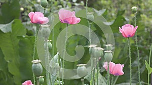 Field of red poppies. Red poppies. Poppies in the wild. Field of wild red poppies