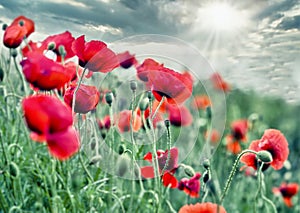 Field of red poppies and sky with clouds, beautiful nature in spring