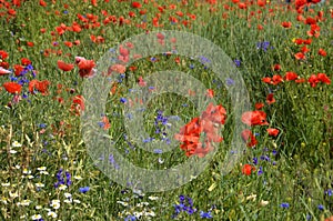 Field of red poppies in spring