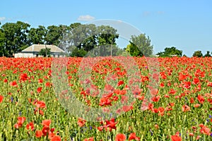 Field of red poppies in a sunny day