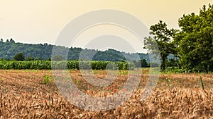 A field of red poppies at the sunset