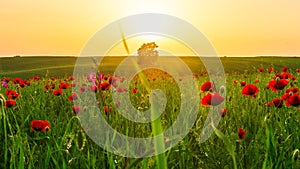 Field with red poppies at sunset