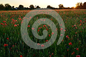 Field of red poppies at sunset