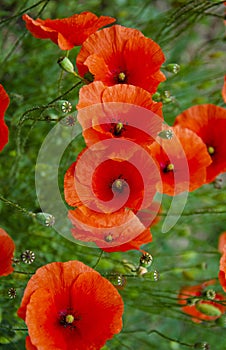 Field of red poppies at sunset.flower closeup nature colorful grass.Beautiful red poppies