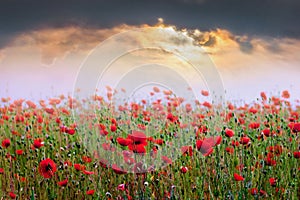 Field of red poppies during the sunset. Sunrise over the poppy f