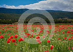 field of red poppies