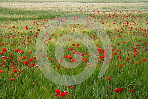 Field of Red Poppies 3