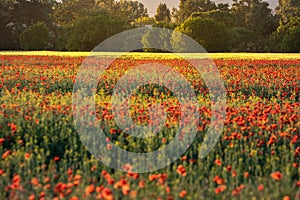 Field with red poppies and yellow wheat