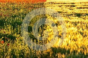 Field with red poppies and yellow wheat