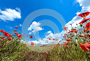 Field with red poppy flowers against the blue sky with white clouds.