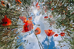 Field with red poppy flowers against the blue sky with white clouds.