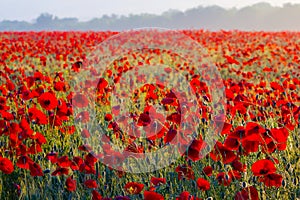 field with red poppy flowers at the early morning