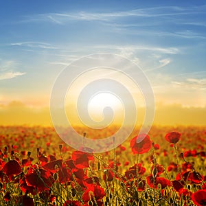 field with red poppy flowers at the early morning