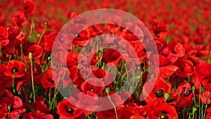 Field of red poppy flowers. Natural background, slow motion.
