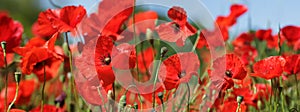 Field of red poppy flowers. Poppies meadow. Spring background