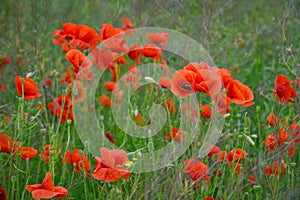 Poppies in the meadow, Papaveraceae, nature background