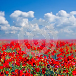 field with red poppy flowers under blue cloudy sky