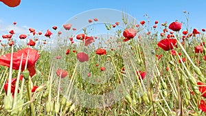 Field with red poppy wildflowers green grass in summer on blue sky background.