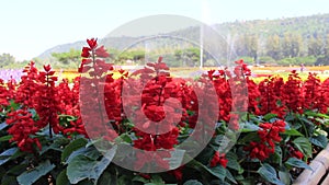 A field of red Salvia splendens flowers