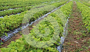 field of red strawberries in the spring on the plain