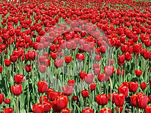 Field of red tulips