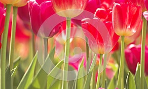 Field of Red Tulips