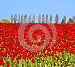 Field of Red Tulips