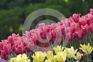 Field of red tulips