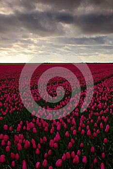 Field of red tulips in against a stormy looking sky, Holland tradition landscape, rainy day