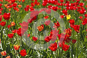 Field of red tulips beautiful