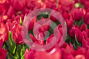 Field of red tulips Floral background Tulip spring flowers concept