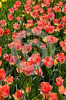 Field of red tulips.Flowerbed with lots of red tulips in May.lots of red tulips in fields