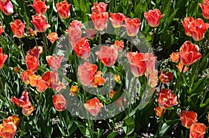 Field of red tulips.Flowerbed with lots of red tulips in May.lots of red tulips in fields